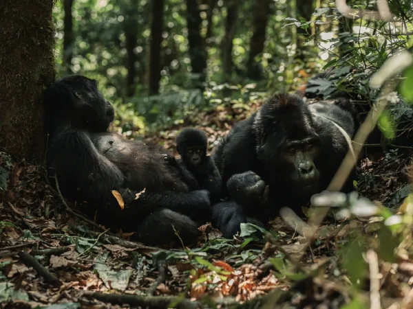 1-Day Ultra-Express Uganda Gorilla Trek from Kigali