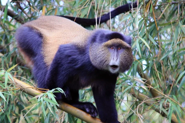 4-Day Rwanda Gorillas & Golden Monkey Trekking
