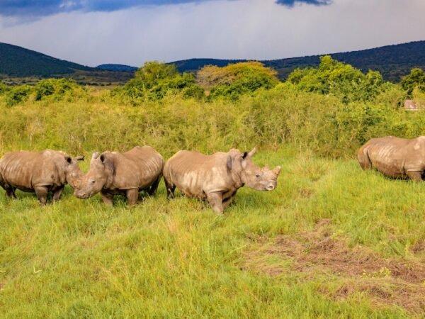 18-Day Grand East African Gorillas, Wildlife, & Culture Expedition