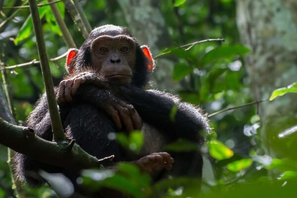 7-Day Ultimate Rwanda Cultural & Primate Safari