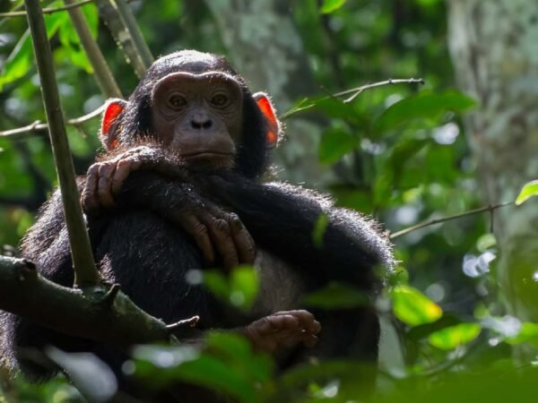 7-Day Ultimate Rwanda Cultural & Primate Safari