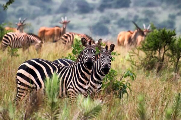 9-Day Akagera Wildlife & Volcanoes Gorilla Luxury Tour
