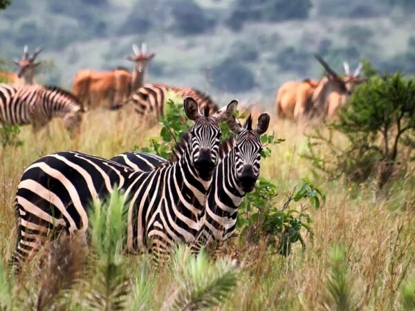 9-Day Akagera Wildlife & Volcanoes Gorilla Luxury Tour