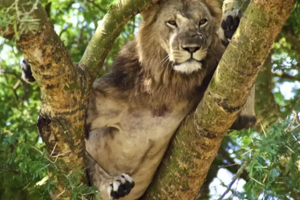 10-Day East African Wildlife & Gorilla Cross-Border Safari