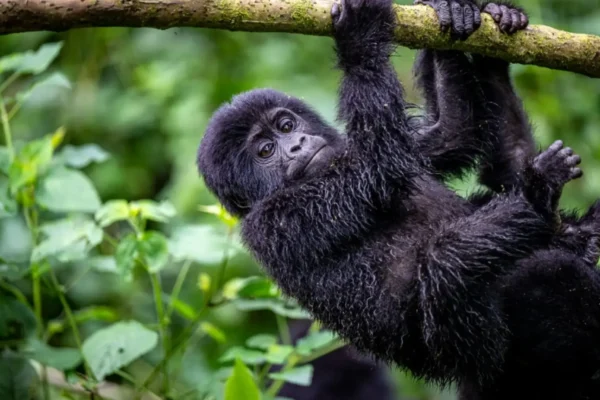 3-Day Exclusive Luxury Gorilla Safari to Bwindi