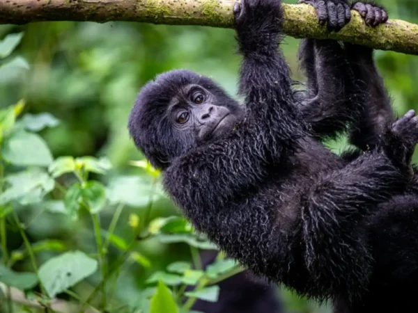 3-Day Exclusive Luxury Gorilla Safari to Bwindi
