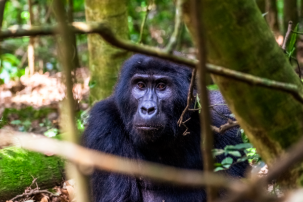 5-Day Luxury Fly-in Gorillas & Queen Elizabeth Safari