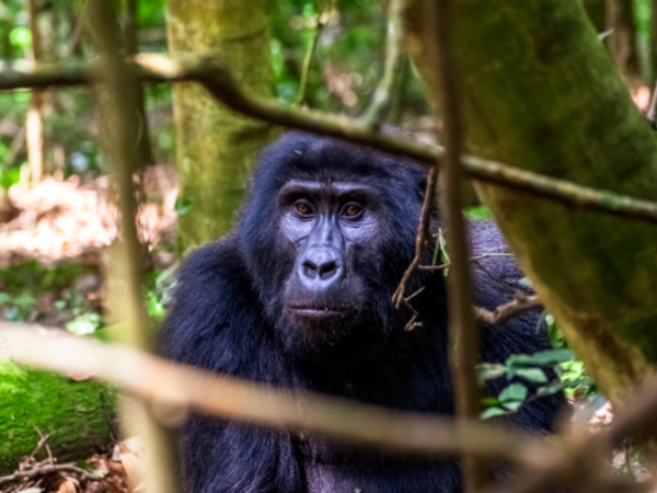 5-Day Luxury Fly-in Gorillas & Queen Elizabeth Safari