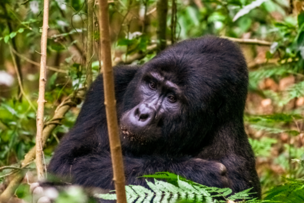 8-Day Premium Fly-in Uganda Wilderness Circuit