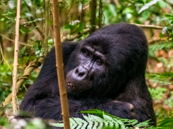8-Day Premium Fly-in Uganda Wilderness Circuit