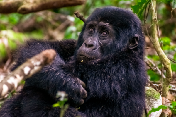 5-Day Fly-in Primates: Bwindi Gorillas & Kibale Chimps