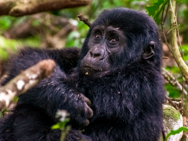 5-Day Fly-in Primates: Bwindi Gorillas & Kibale Chimps