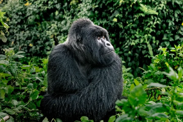 5-Day Double Gorilla Trekking (Bwindi & Volcanoes National Park)