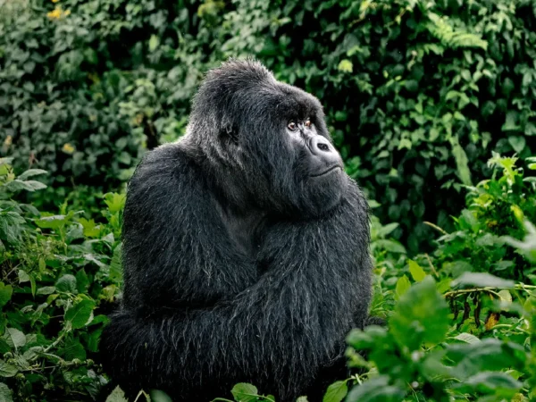 5-Day Double Gorilla Trekking (Bwindi & Volcanoes National Park)