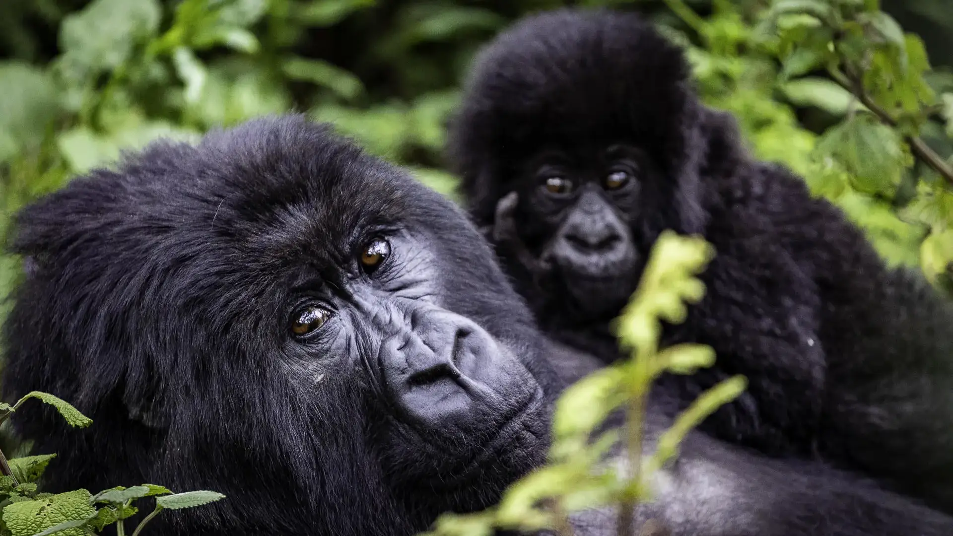 RWANDA