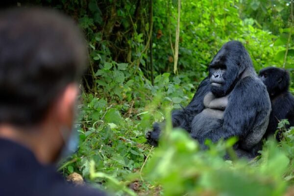 4-Day Elite Rwanda Gorilla Experience