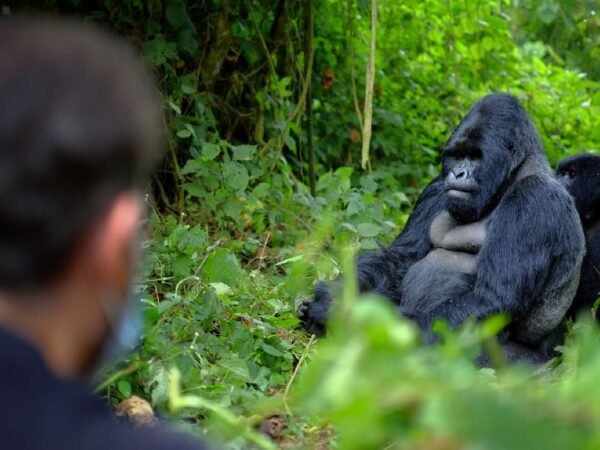 4-Day Elite Rwanda Gorilla Experience
