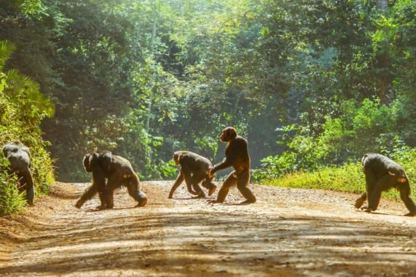 7-Day Ultimate Uganda Primates (Gorillas & Chimps)