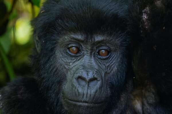 4-Day Bwindi Gorillas & Lake Bunyonyi Relaxation