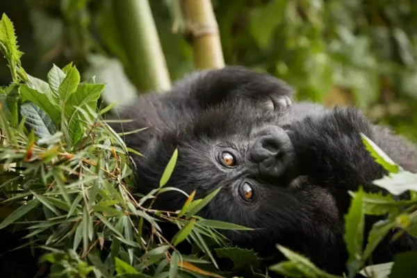 3-Day Classic Rwanda Gorilla Safari
