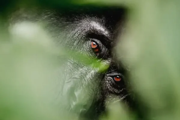 3-Day Fly-in Gorilla Trekking to Bwindi (Via Entebbe)