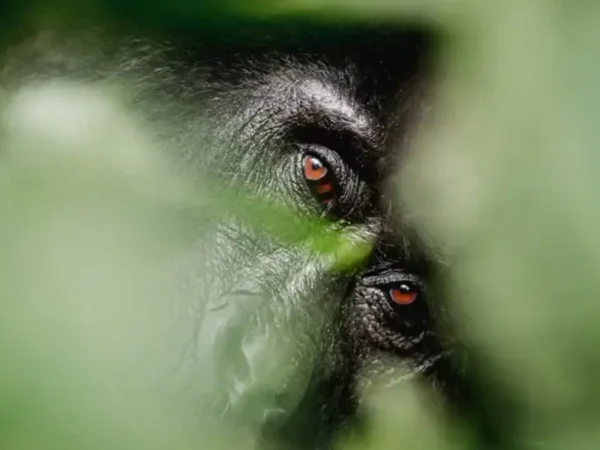 3-Day Fly-in Gorilla Trekking to Bwindi (Via Entebbe)