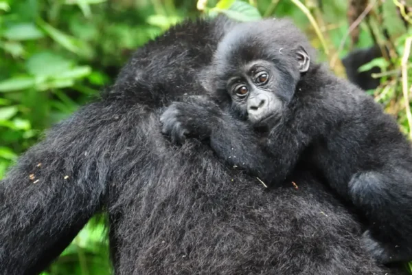 3-Day Bwindi Gorilla Trekking Express