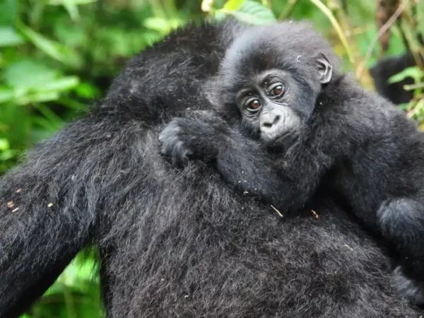 3-Day Bwindi Gorilla Trekking Express