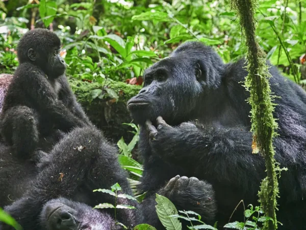 4-Day Exclusive Bwindi Luxury Safari