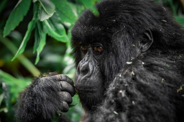 3-Day Classic Bwindi Gorilla Trekking from Kigali