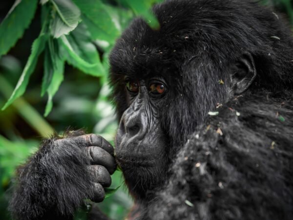 3-Day Classic Bwindi Gorilla Trekking from Kigali
