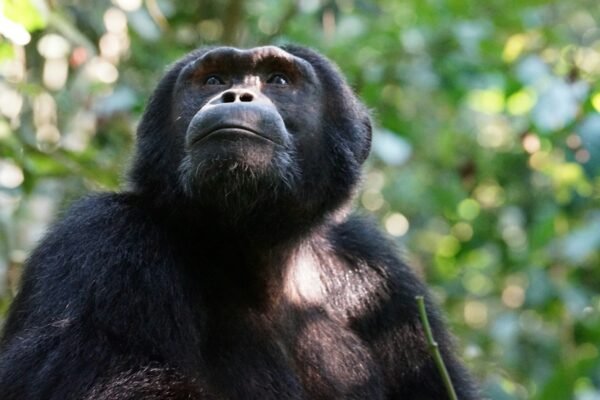 5-Day Double Habituation: Bwindi Gorillas & Kibale Chimpanzees