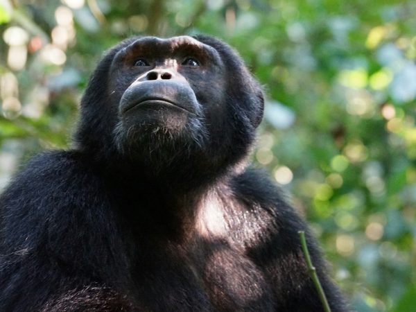 5-Day Double Habituation: Bwindi Gorillas & Kibale Chimpanzees