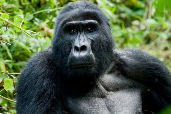2-Day Budget Uganda Gorilla Safari via Kigali
