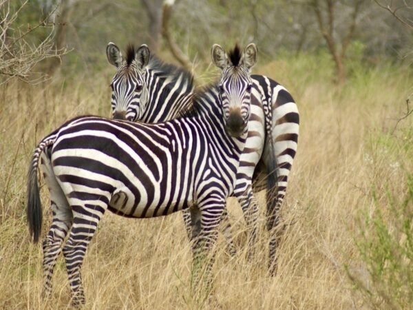 12-Day Active Adventure: Gorillas, Wildlife, & Rwenzori Foothills