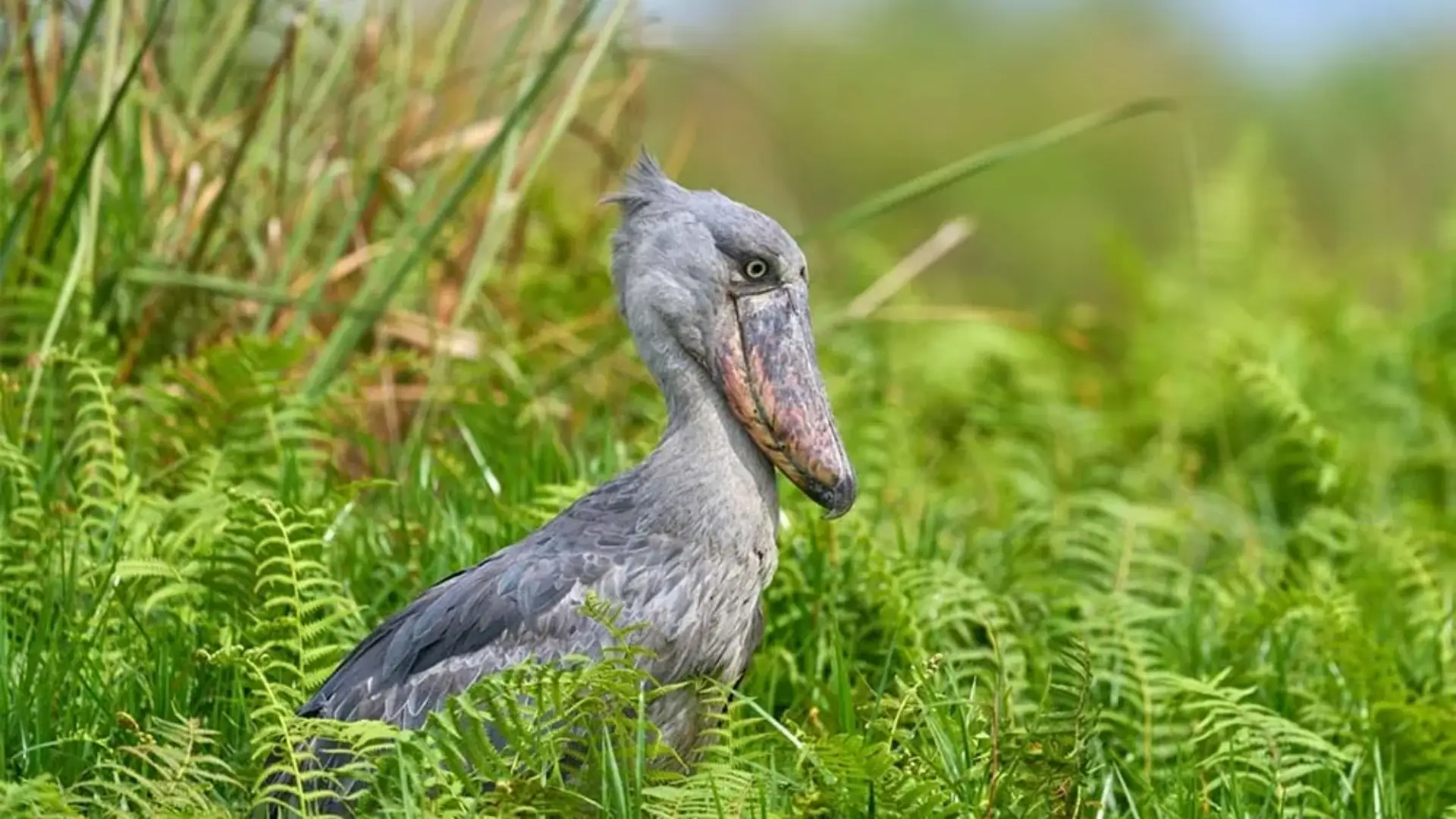 batch_shoebill_tracking