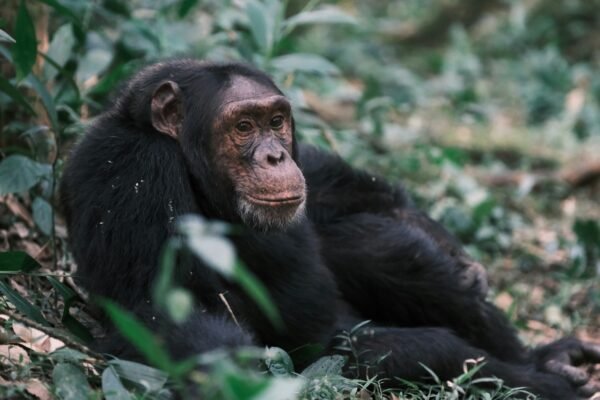 7-Day Exclusive Primate Habituation & Lake Bunyonyi Retreat