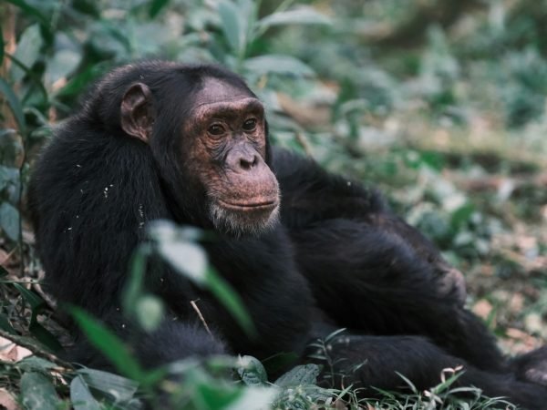 7-Day Exclusive Primate Habituation & Lake Bunyonyi Retreat