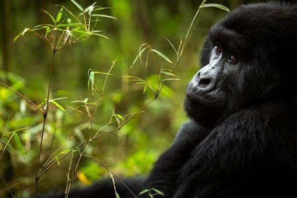 2-Day Volcanoes National Park Quick Gorilla Trek