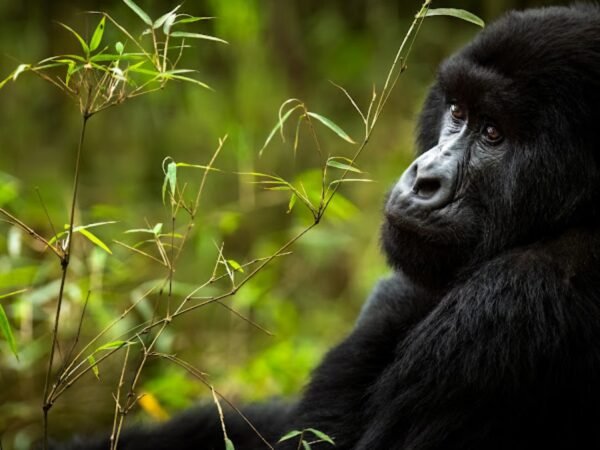 2-Day Volcanoes National Park Quick Gorilla Trek