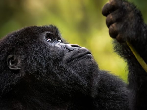 4-Day Gorilla Habituation & Batwa Cultural Encounter