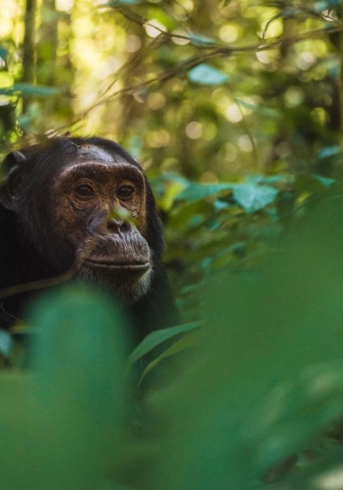batch_23-Kibale-Lodge-Chimpanzee-TADEVS_VS_08284-2