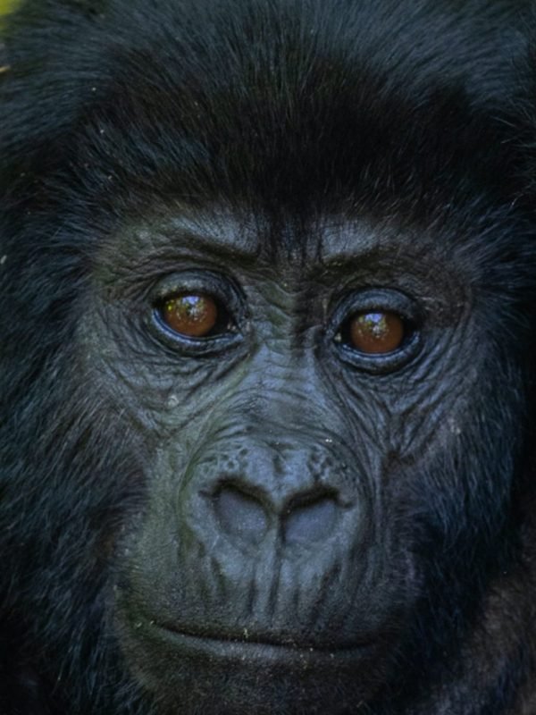 batch_Gorilla-3-AH1I7156