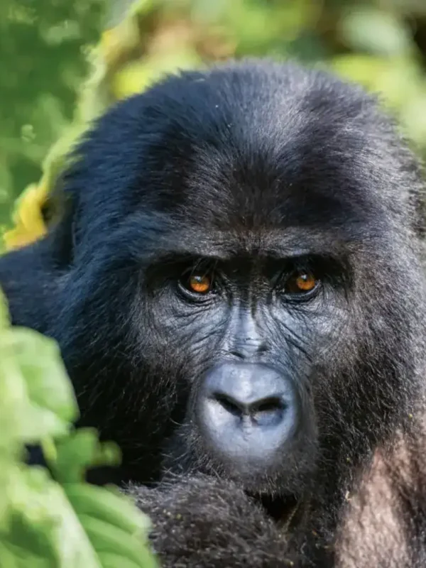 batch_batch_Gorrila-in-Bwindi-Forest-Uganda-1536x864.jpg
