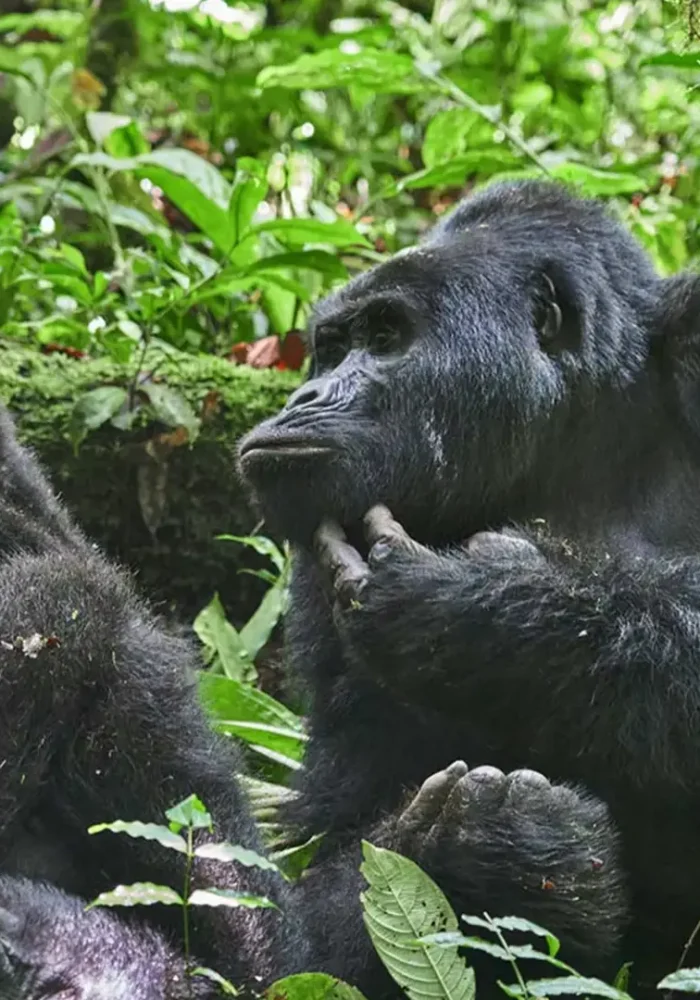 batch_gorilla_family_bwindi_trekking_christmas