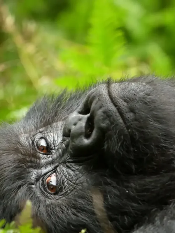 batch_mountain_gorilla_laying_forest__